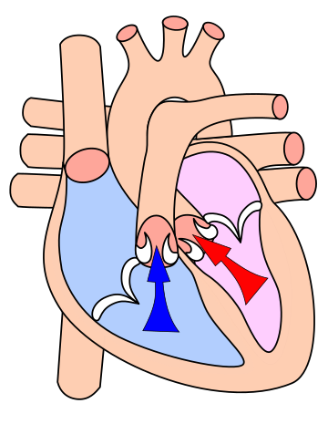 Sístole ventricular