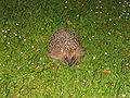 Igel hedgehog