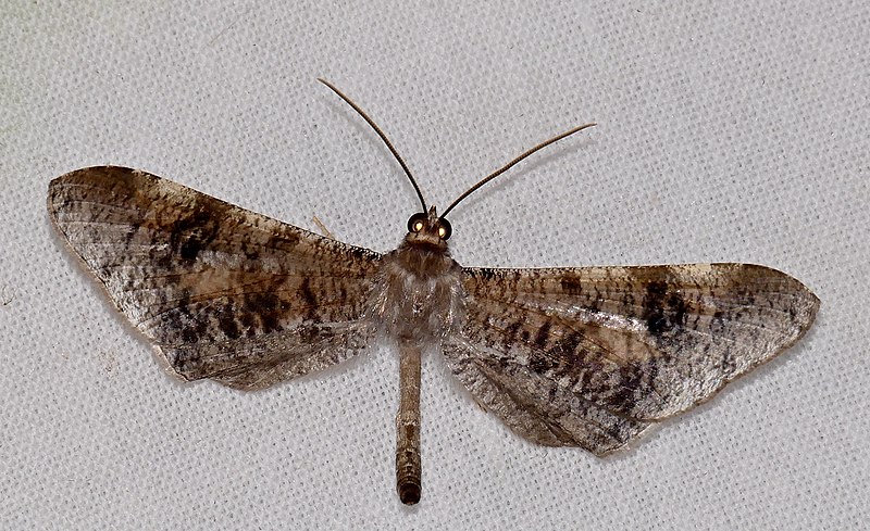 File:Hedylid Moth (Macrosoma conifera) (40245812904).jpg