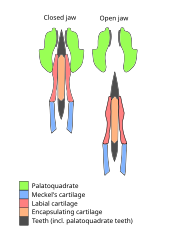 Cross section of the jaw of Helicoprion. Interior revolutions of the whorl not shown Helicoprion jaw cross section.svg