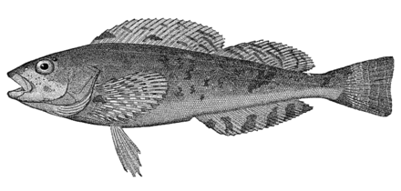 Lagocephalus scelaratus. Терпуг Стеллера. Пятнистый терпуг. Hexagrammos stelleri. Терпуг ареал обитания.