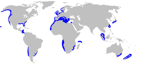 Beschrijving van de Hexanchus_griseus_distmap.png afbeelding.