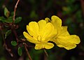 Hibbertia empetrifolia (Hibbertia)