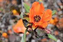 Hibbertia miniata (37226797324).jpg