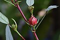 Hibiscus sabdariffa (പുളിവെണ്ട)