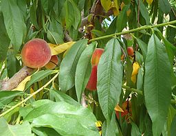 Hillview Farms peaches on a peach tree