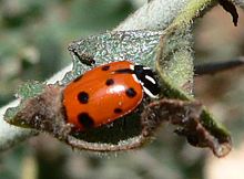 Hippodamia convergens 08089.JPG