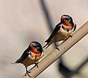 Hirundo Rustica PP.jpg