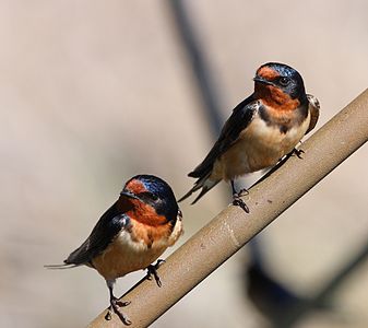 Barn Swallows, Point Pelee National Park, Ontario, Canada