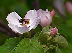 Honey bee (Ápis melliféra) on quince (Cydōnia) flower.jpg