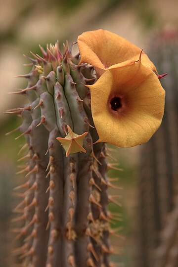 Ceropegia floriparva