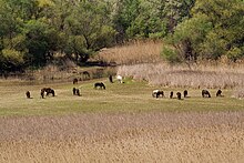 Herd near the Axios river. Horses gefira.jpg