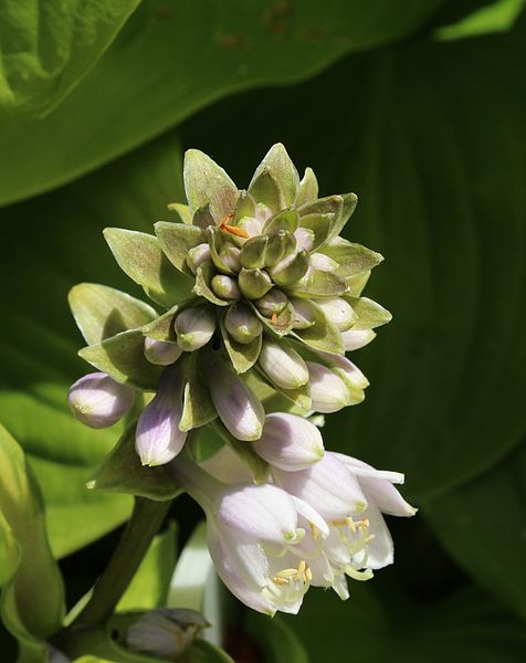 File:Hosta Sunspot.jpg