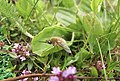 * Nomination Picture of Bombylius major on a meadow. Shot with Canon G11, the first version has a lot of artifacts and noise, therefore please review the newer version. --Dimljacic 16:56, 19 January 2022 (UTC) * Promotion  Support Good quality.--Horst J. Meuter 22:43, 19 January 2022 (UTC)