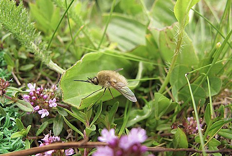 Bombylius major resting on a field.