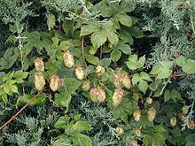 Humulus-lupulus.JPG