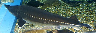 <span class="mw-page-title-main">Kaluga (fish)</span> Species of sturgeon