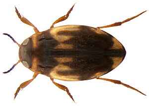 Hydroglyphus pusillus-geminus.jpg