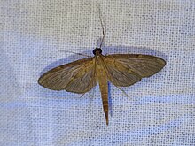 Hymenoptychis sordida (15686189619) .jpg