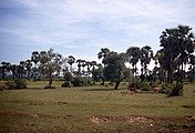 kambodschanische Landschaft nördlich von Phnom Penh