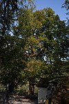 Winterlinde (Tilia cordata), Kernstocklinde