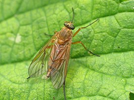 Symphoromyia immaculata