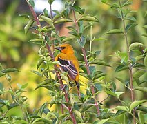 Icterus nigrogularis from Chaguaramal.JPG