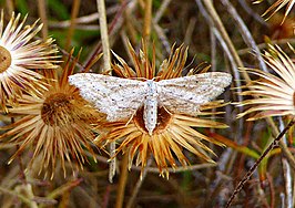 Idaea longaria