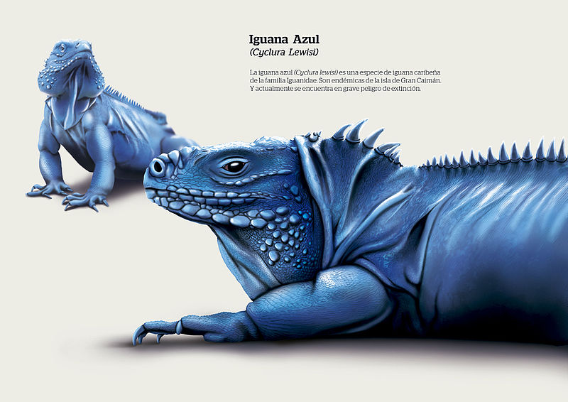 File:Iguana Azul - Carolina Linares Barragán.jpg