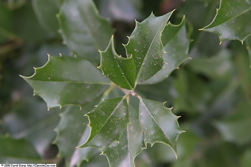 File:Ilex opaca Dodds Red Creek 1zz.jpg