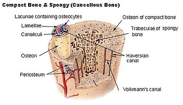 Osteon - Wikipedia