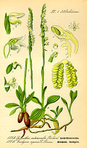 plate 157 A archive copy at the Wayback Machine Spiranthes autumnalis Spiranthes spiralis