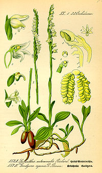 Illustration_Spiranthes_spiralis0.jpg