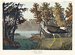 Thumbnail for File:Illustration from Birds of America (1827) by John James Audubon, digitally enhanced by rawpixel-com 290.jpg