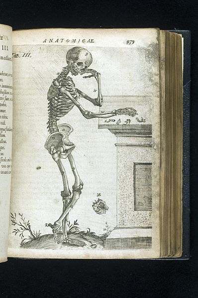 File:Illustration of skeleton Wellcome L0050260.jpg