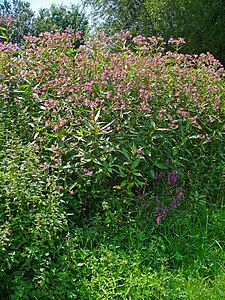 Impatiens glandulifera Habitus