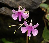 Impatiens scapiflora