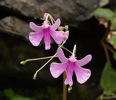 Impatiens scapiflora.jpg