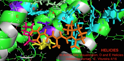2L6x In-Active-Site Cartoon Color Coded and Labeled Visualization, D and E Helices hidden for vantage, Retinal ligand binding site In-Active-Site Visualization, D and E Helicies hidden for vantag. ELViture 4-16 .png