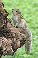 Funambulus palmarum