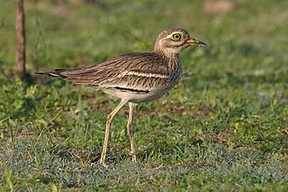 <span class="mw-page-title-main">Indian stone-curlew</span> Species of bird in the family Burhinidae