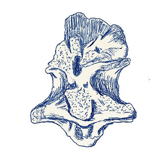 Indosaurus