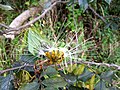 Inflorescence