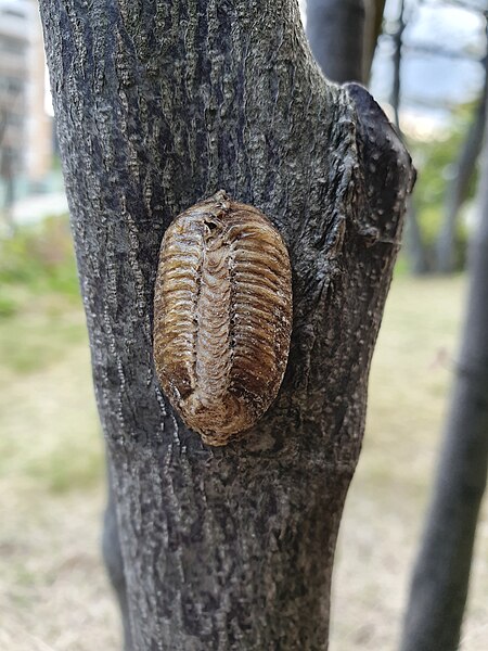 File:Insect shell stuck to tree in Tokyo park.jpg