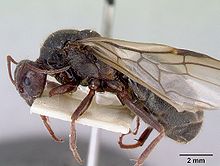 Iridomyrmex lividus casent0172066 Profil 1.jpg