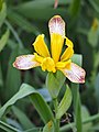 Iris variegata, Kosaciec pstry, 2022-05-22