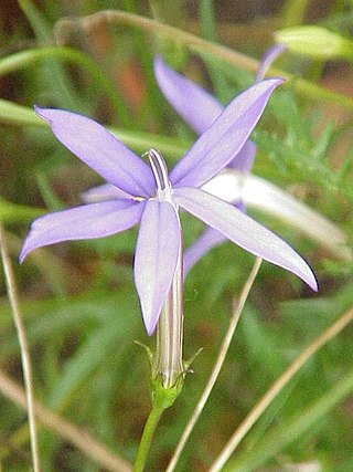 <i>Isotoma axillaris</i> Species of flowering plant