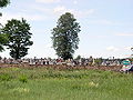 Polski: Odrowąż, cmentarz parafialny przy drodze na południe do Samsonowa English: Odrowąż, the local churchyard on the route to Samsonów