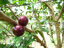 Jabuticaba.jpg