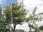 20 augusti; ännu syns inget fullmoget äpple. Den åt höger utskjutande grenen borde dock ha beskurits redan för ett par år sedan.